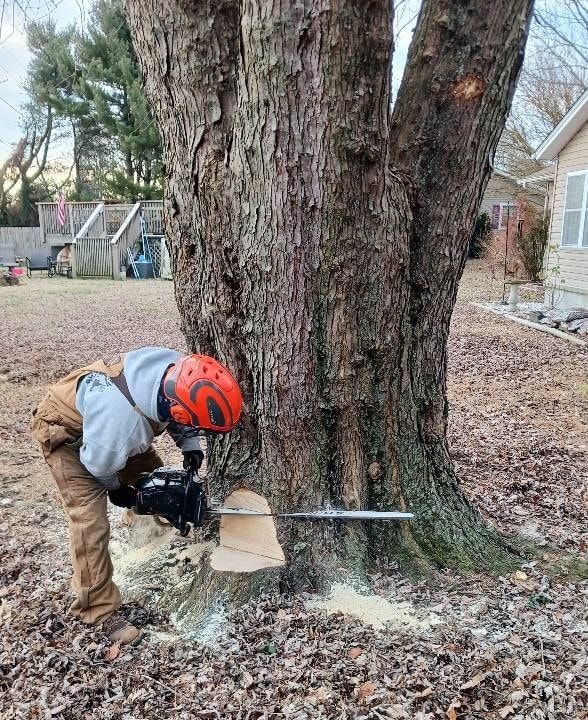 Person in safety gear using a chainsaw to cut a tree in a forest.