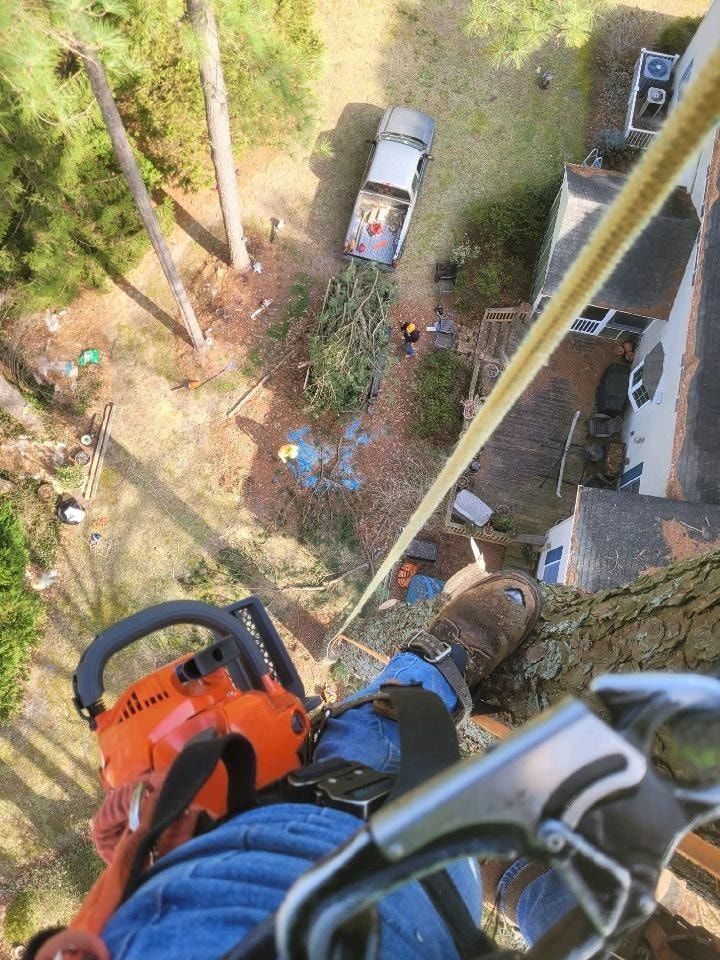 Tree service worker, high up, cutting a tree with a chainsaw; truck and debris visible below.