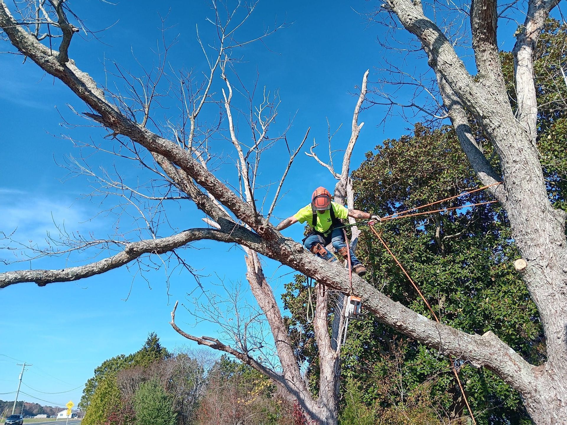 Arborist wearing safety gear, working in a tree against a blue sky.