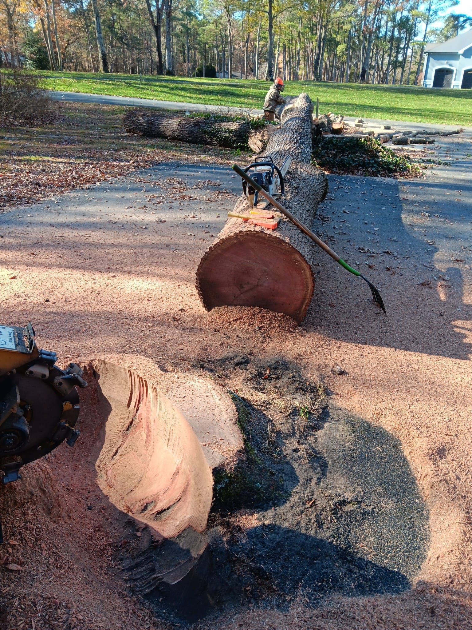 Cut tree trunk on a paved driveway with sawdust, a chainsaw, and a person in the background.