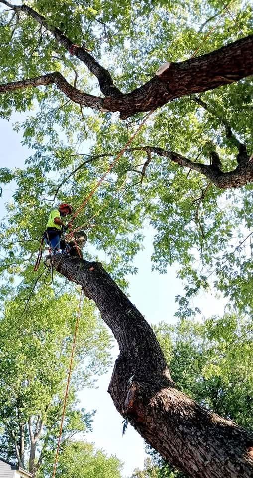 Green, round bushes line a grassy lawn in sunlight.