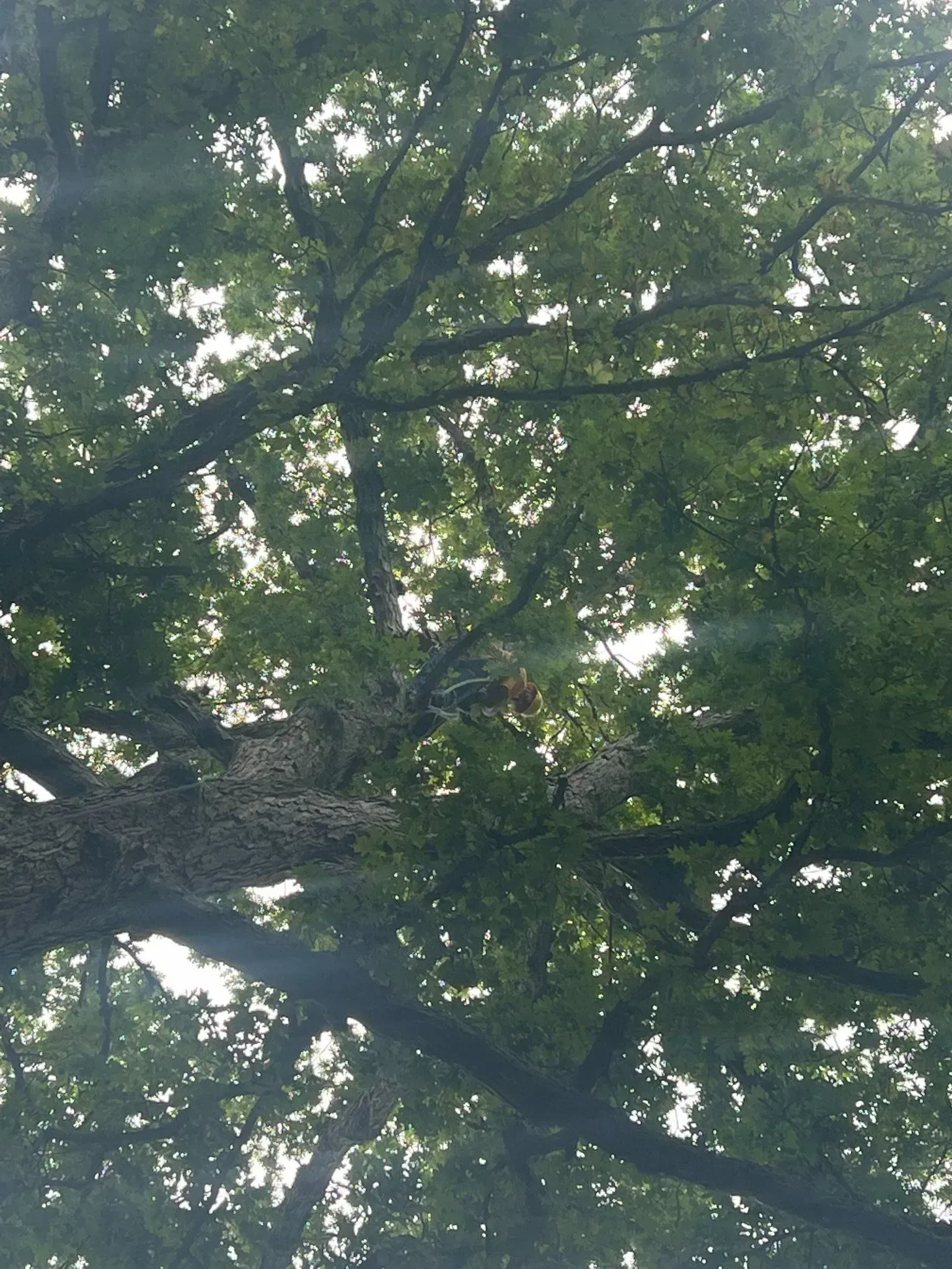 Looking up at tree branches with green leaves, light shining through.