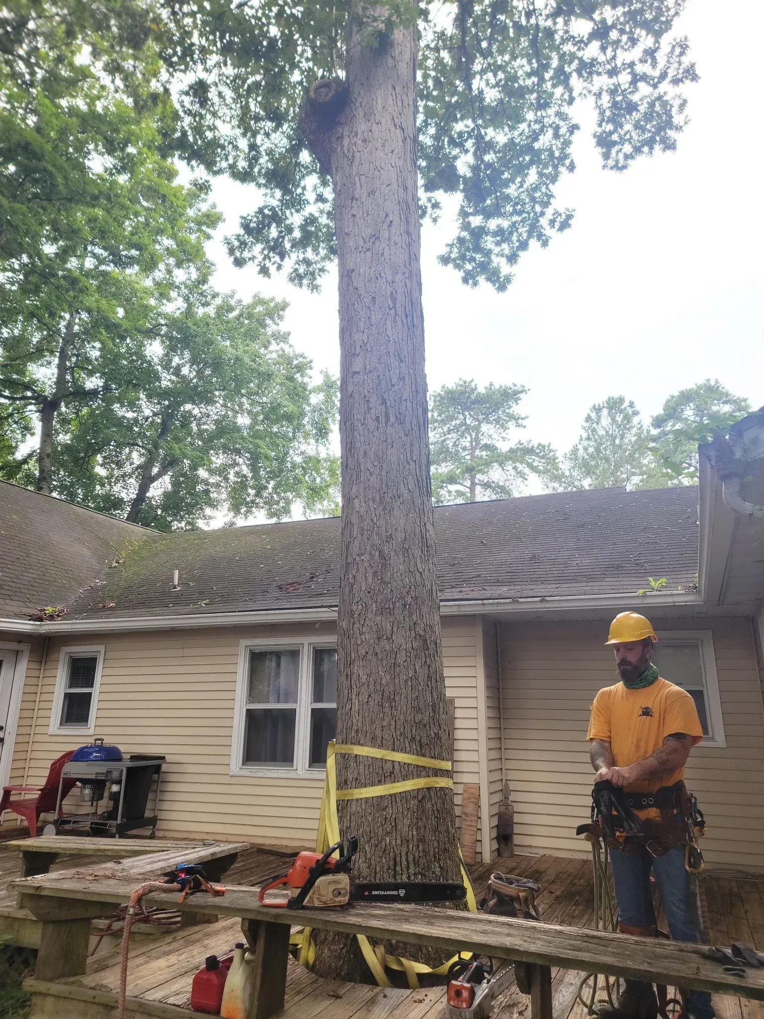 Arborist prepares to cut down a tall tree near a house, with equipment visible.