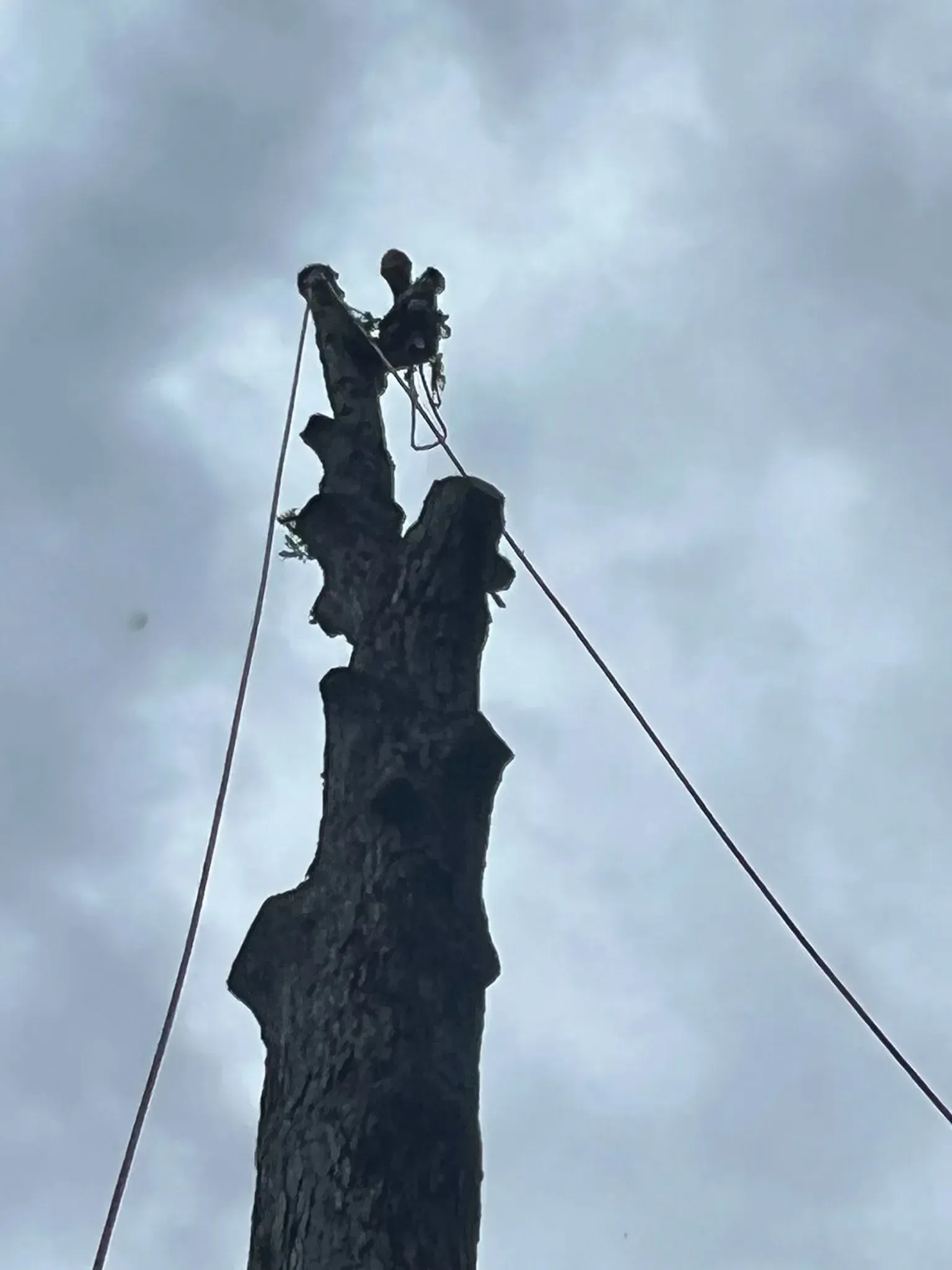 Tree trunk with ropes attached, against a cloudy sky, likely being worked on.