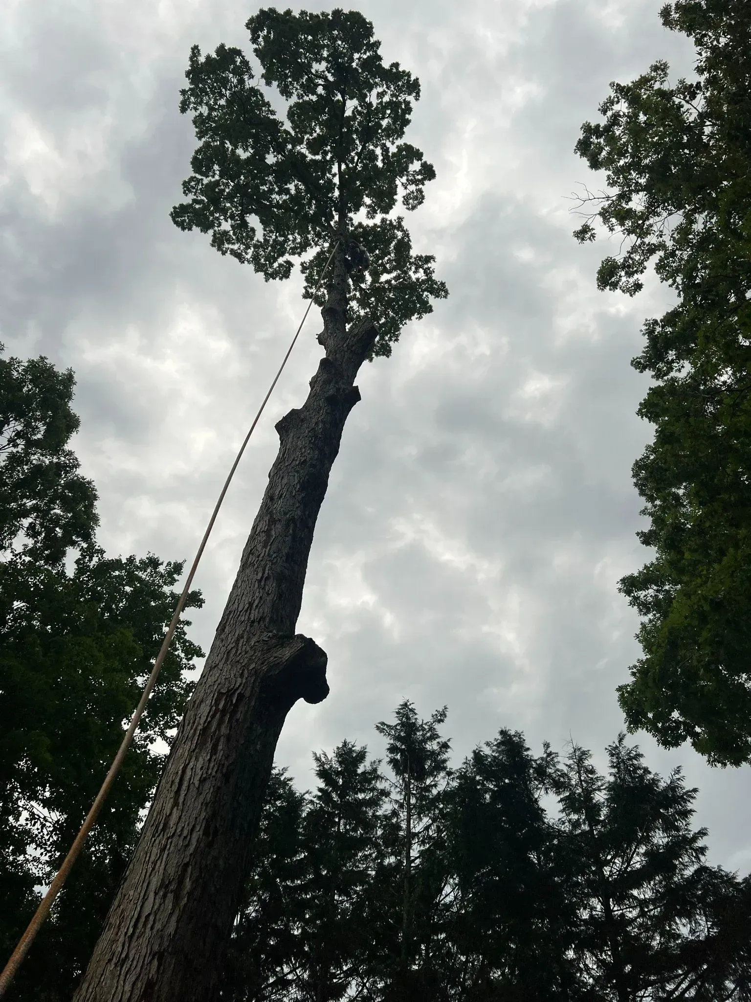 Tall tree with rope, set against cloudy sky, surrounded by other trees.