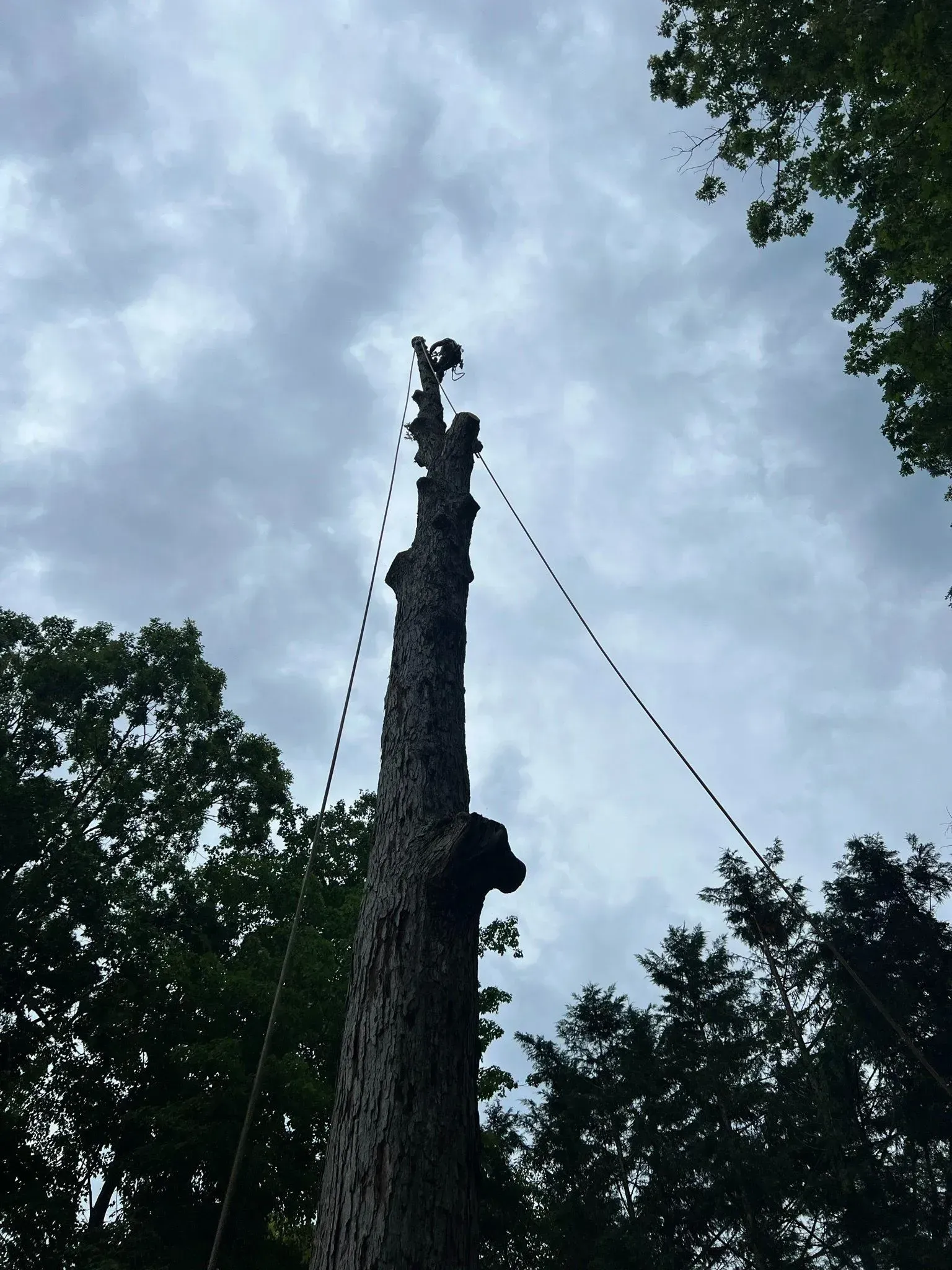 Tall tree trunk against cloudy sky, with rope attached to top.