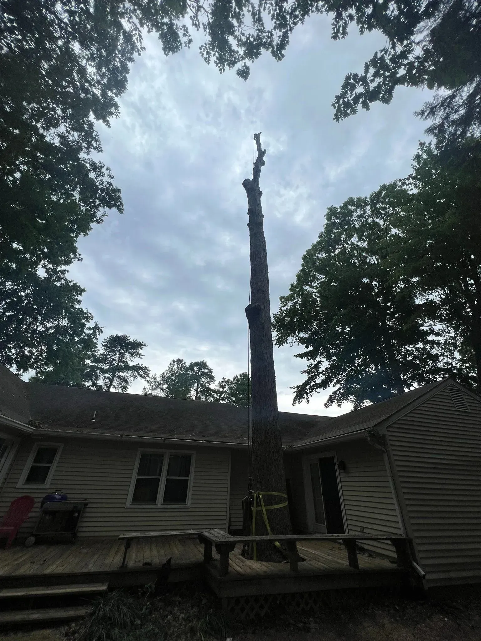 Tall tree trunk in backyard, surrounded by other trees and a house under a cloudy sky.