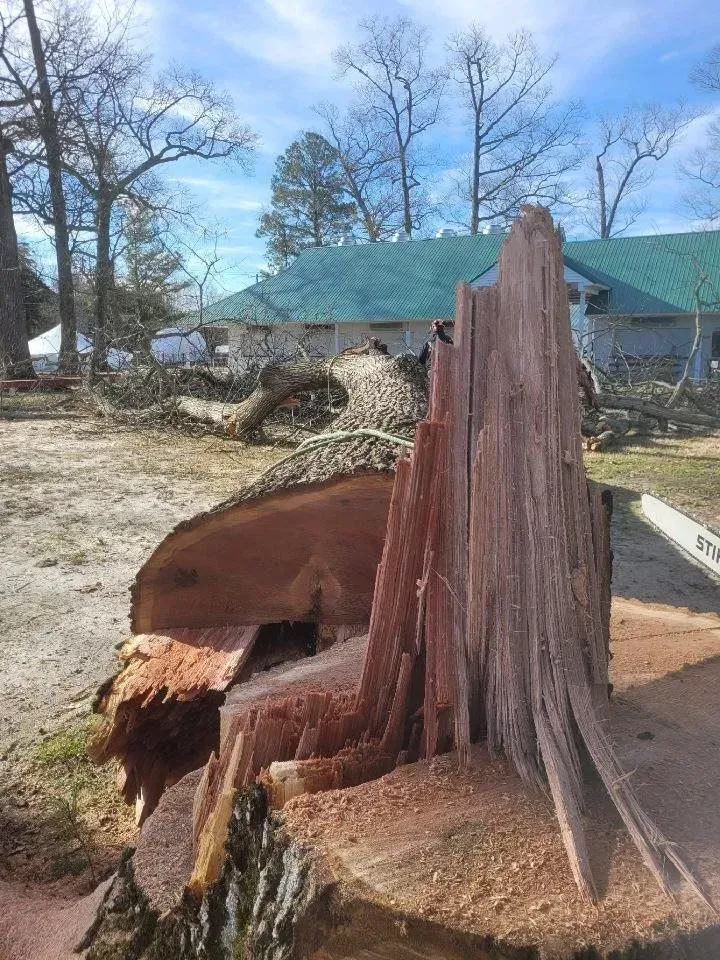 Fallen tree trunk with a jagged stump. A house with a green roof is in the background. Sunny day.