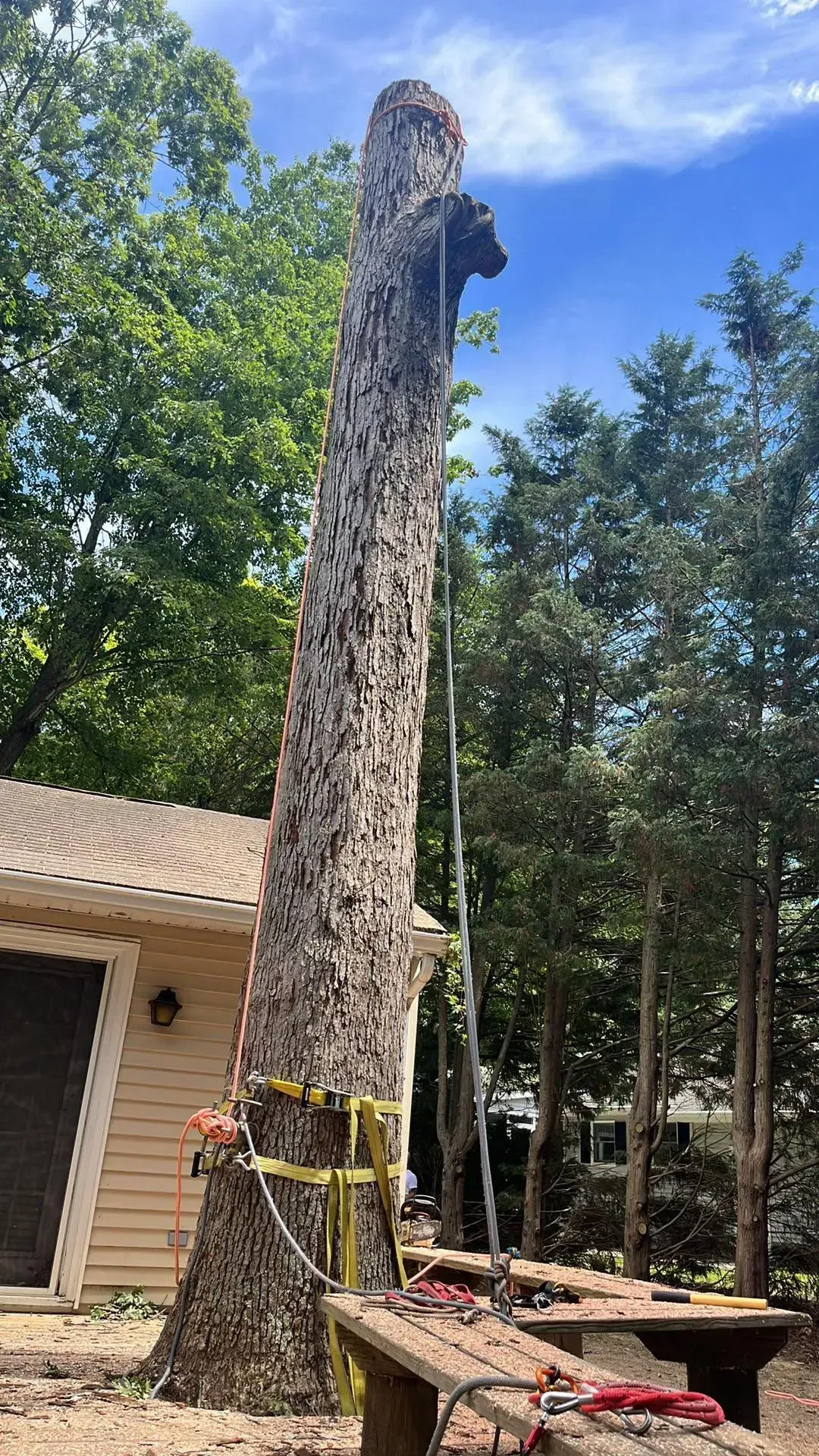 A tall tree trunk being removed, secured with straps and cable. House in the background. Blue sky.