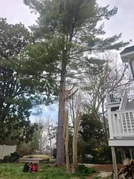 Tall pine tree in a backyard, with partially cut trunk and nearby house.