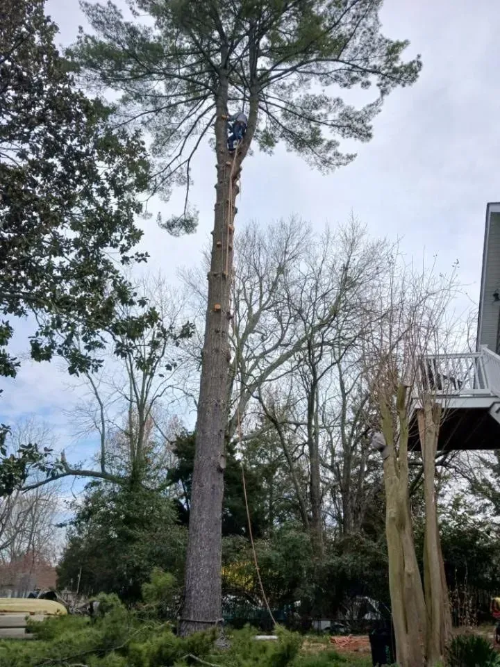 A tree being trimmed by a person with climbing gear. The tree is tall with a house and other trees in the background.