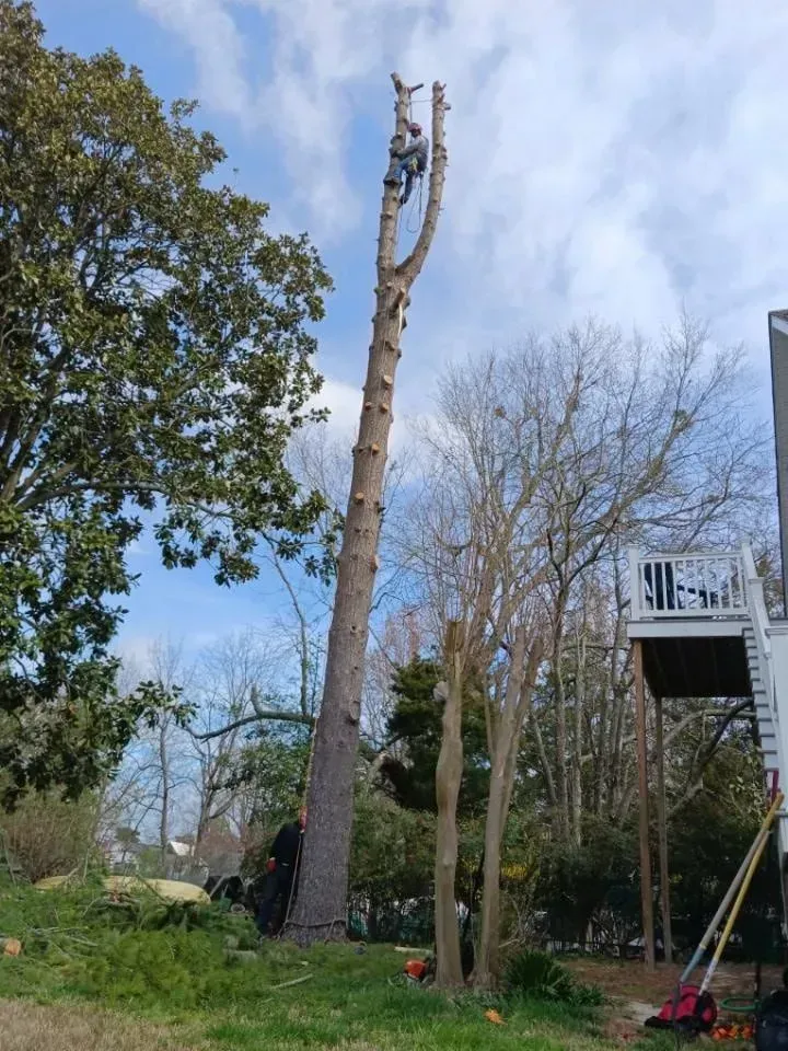 Person aloft cutting a tall tree. Green grass, blue sky, and partially visible house.