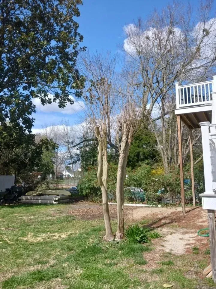 A bare crepe myrtle tree in a yard with green grass, deck on the right, and a blue sky with clouds in the background.