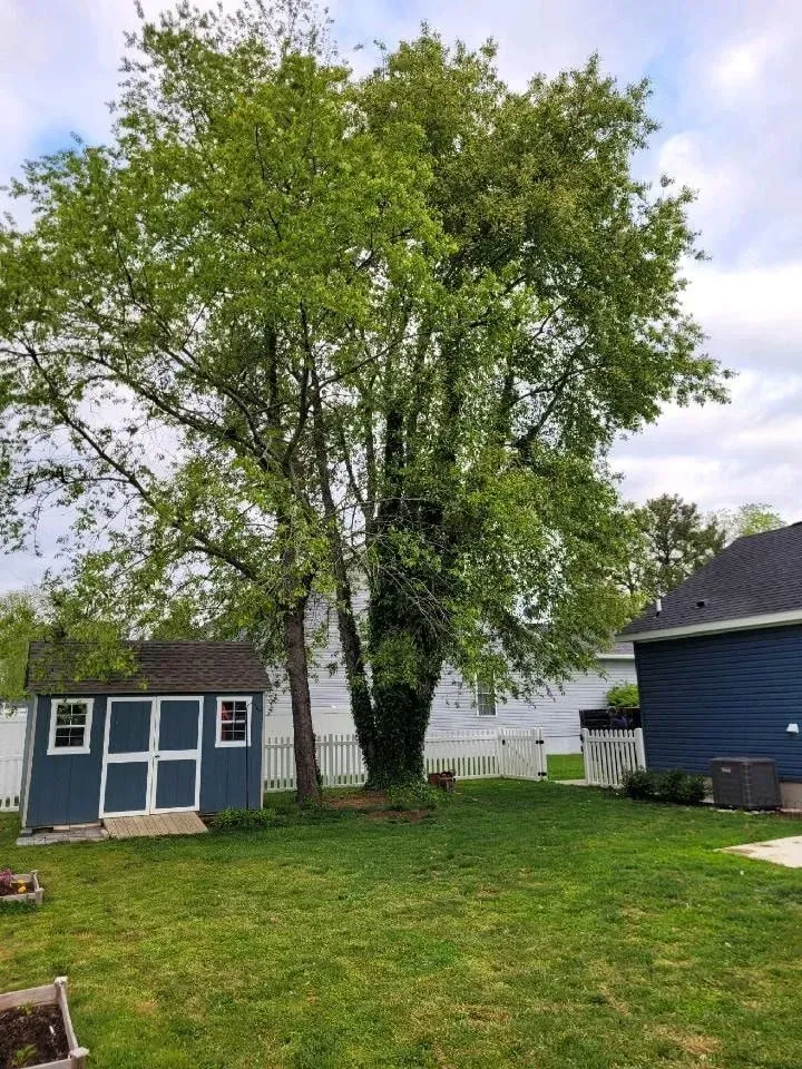 Backyard with a large tree between a blue shed and a blue house under a cloudy sky.