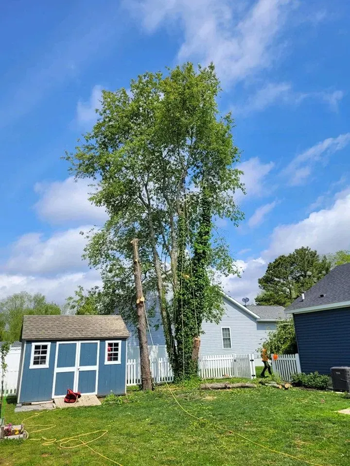 A backyard scene with a tall tree next to a blue shed and houses under a partly cloudy sky.