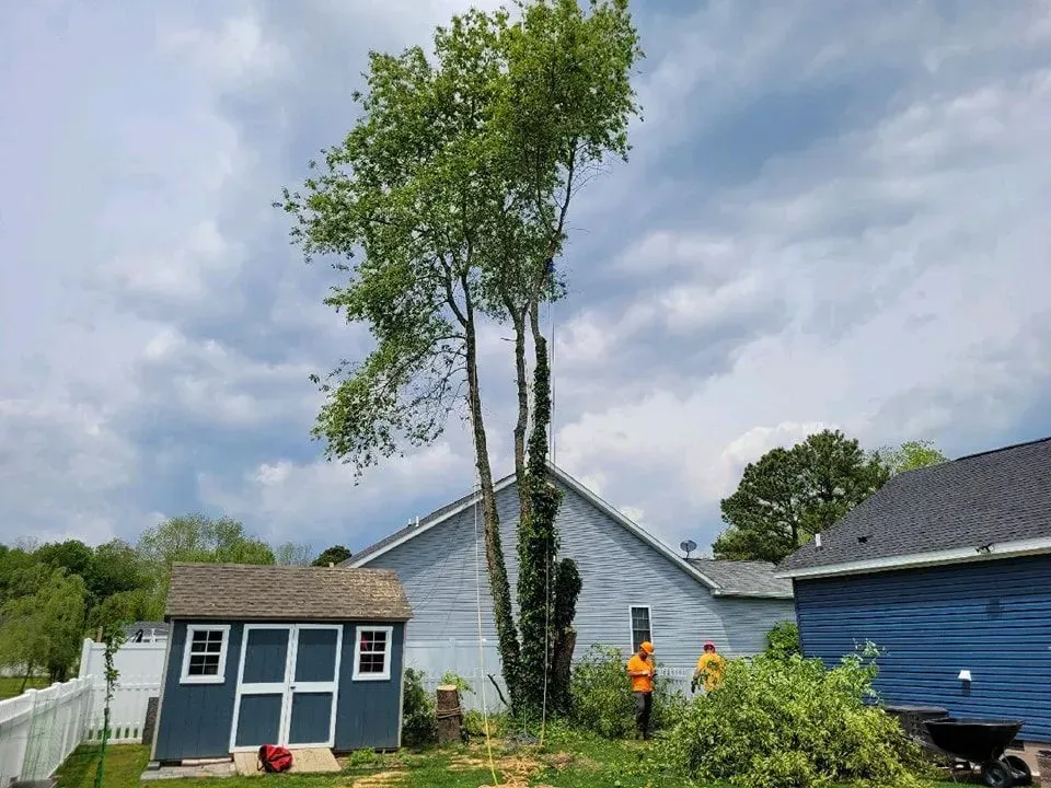 Tree being trimmed next to a house and shed; workers in orange vests.