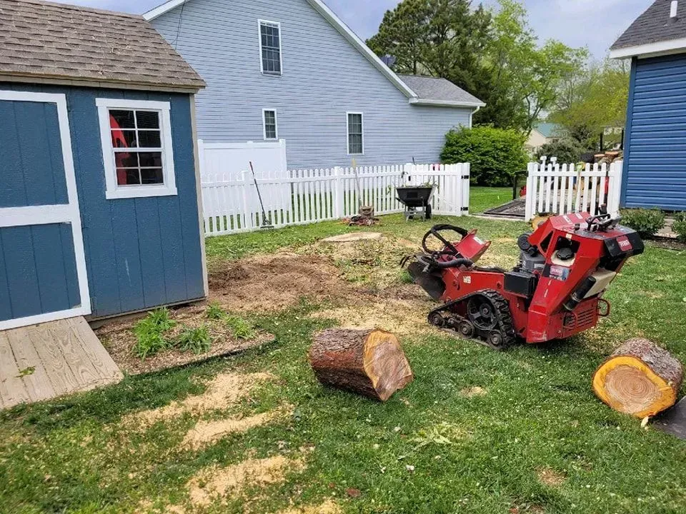 A stump grinder works in a yard, near a blue shed, removing tree stumps.