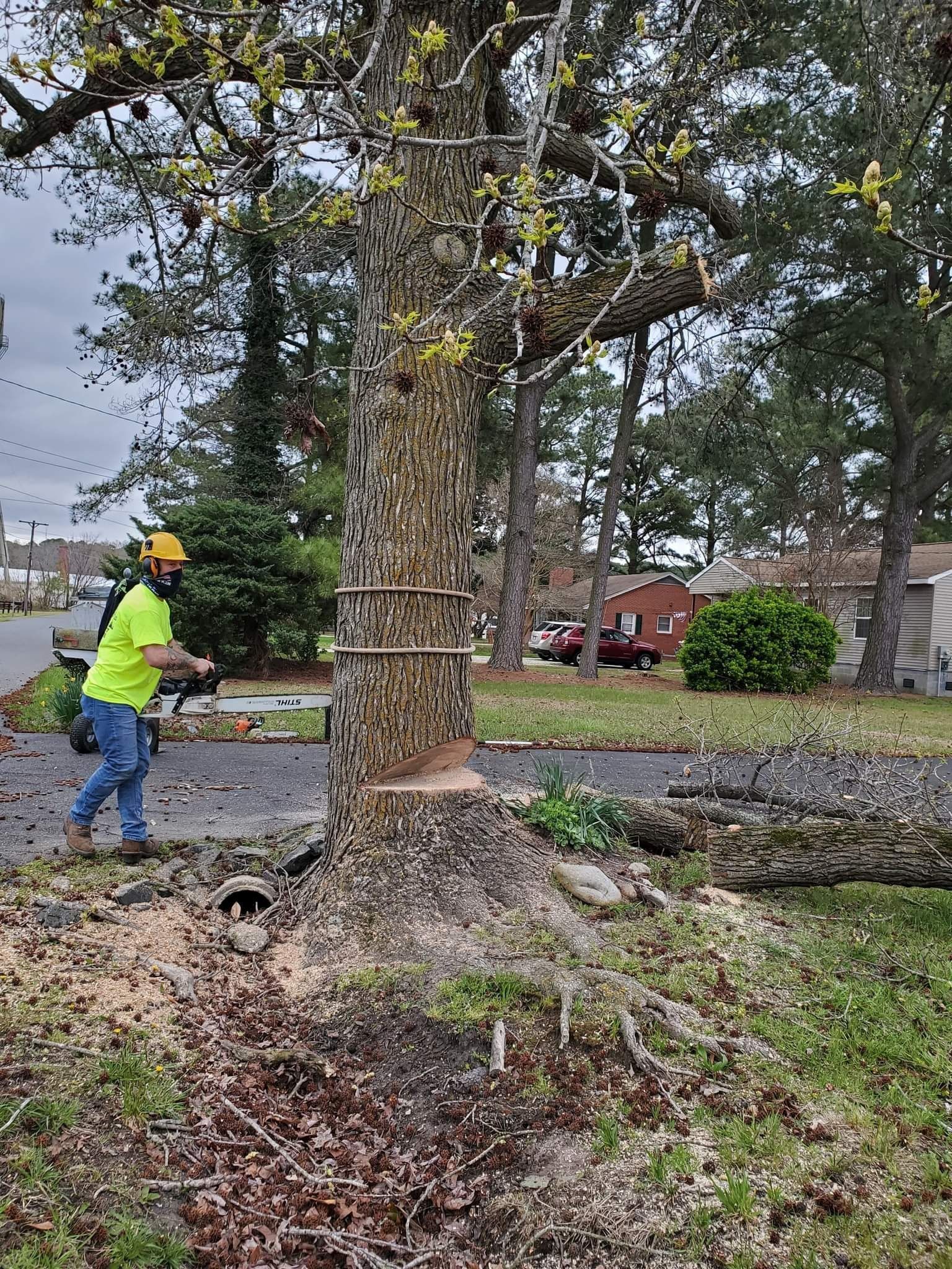 Man in safety gear using a chainsaw to cut down a tree in a residential area.