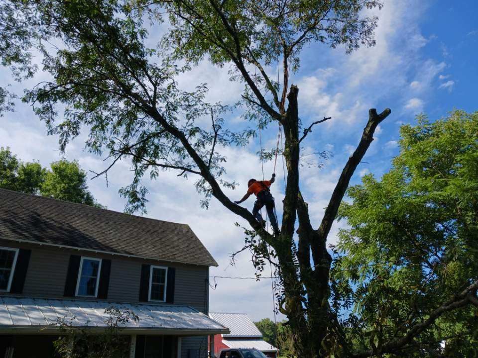 Man in orange shirt trimming a tall tree next to a house under a cloudy sky.