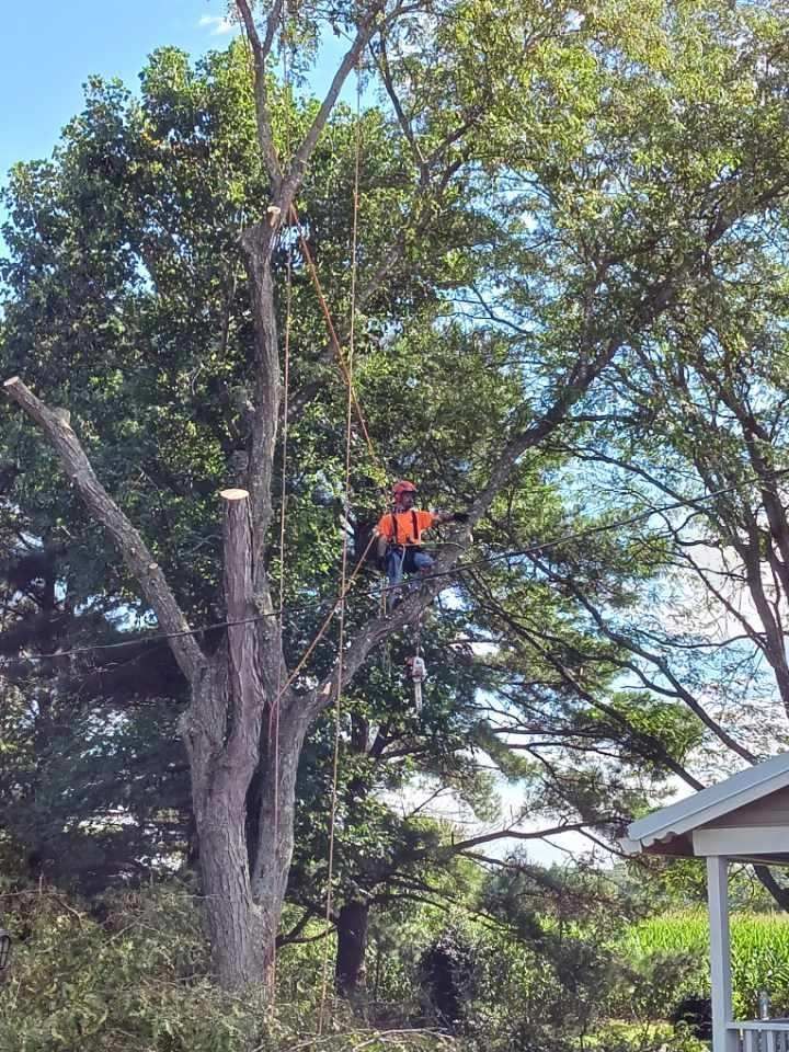Arborist in an orange vest, cutting a tree. Ropes and equipment are visible. Outdoors, sunny day.