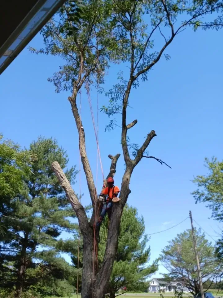 Arborist in orange safety gear, cutting tree branches with a chainsaw on a sunny day.