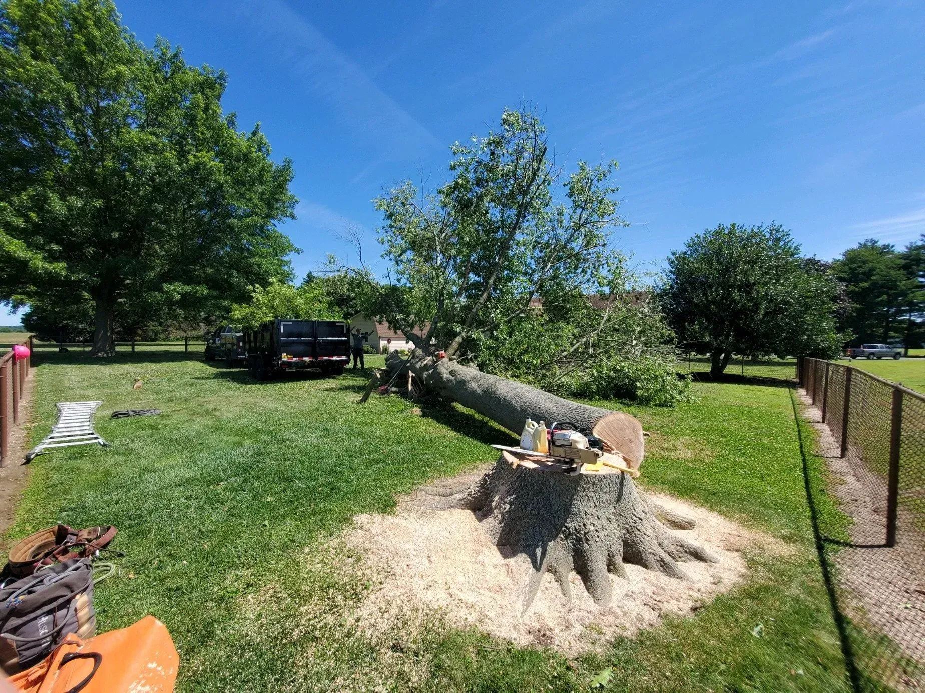 Tree cut down, laying on grass. Stump and sawdust are visible. Blue sky, trailer, and trees in the background.