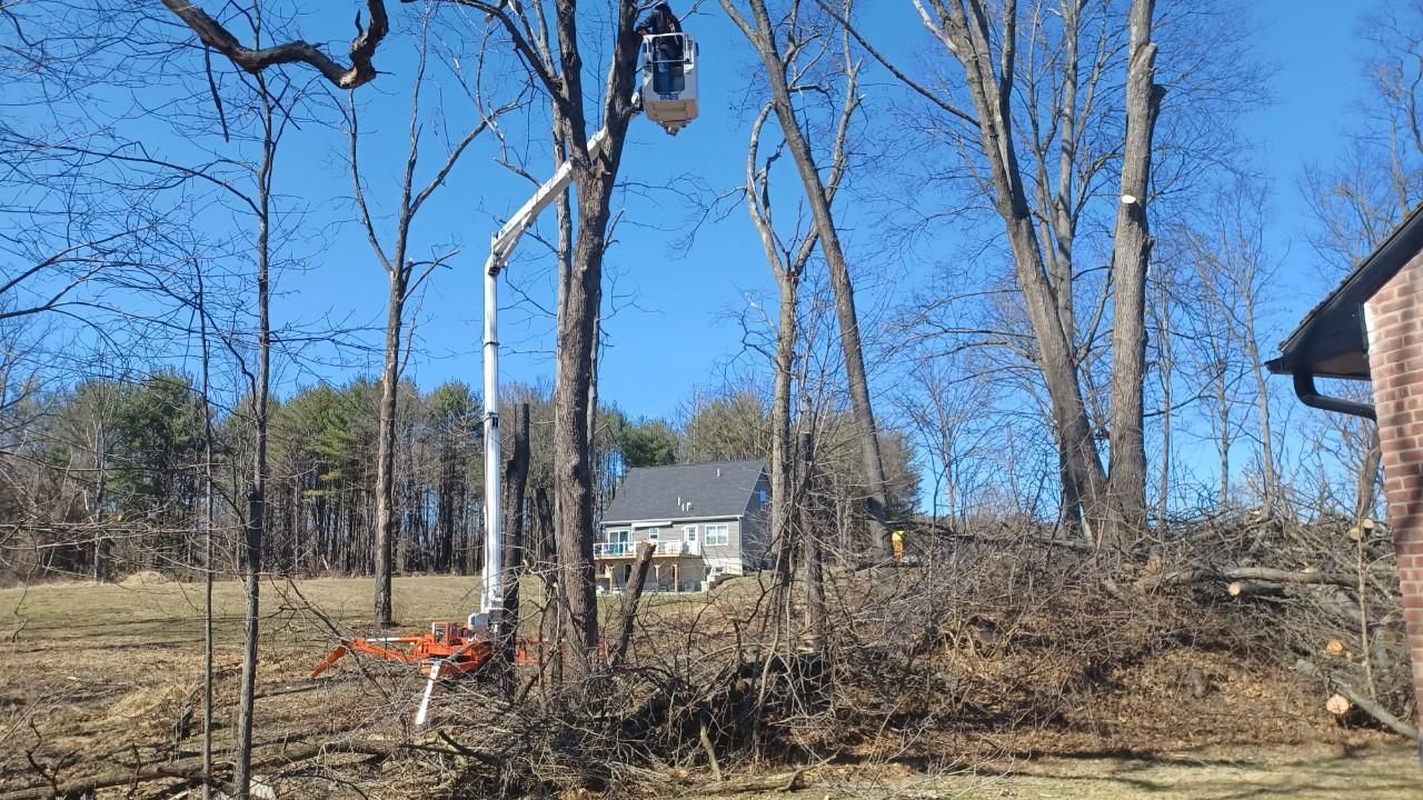 A green machine is cutting trees in a forest.