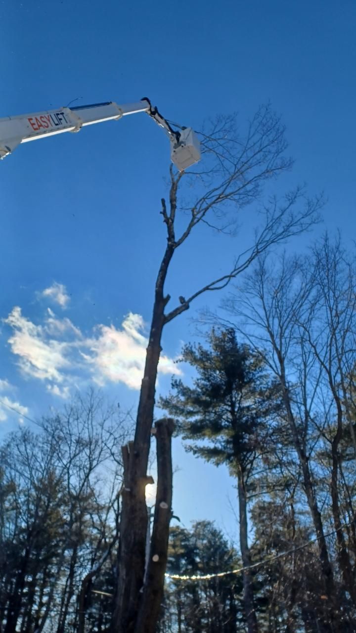 A crane is cutting a tree in the woods.