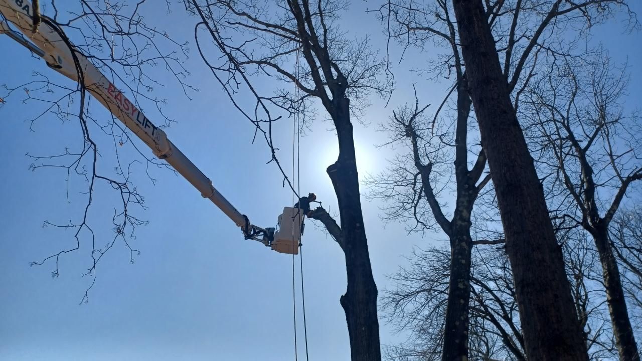 A man is cutting a tree with a crane.