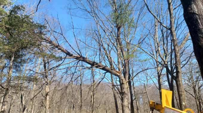 A person is cutting a tree in the woods with a chainsaw.