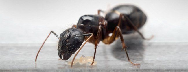 Carpenter, ants