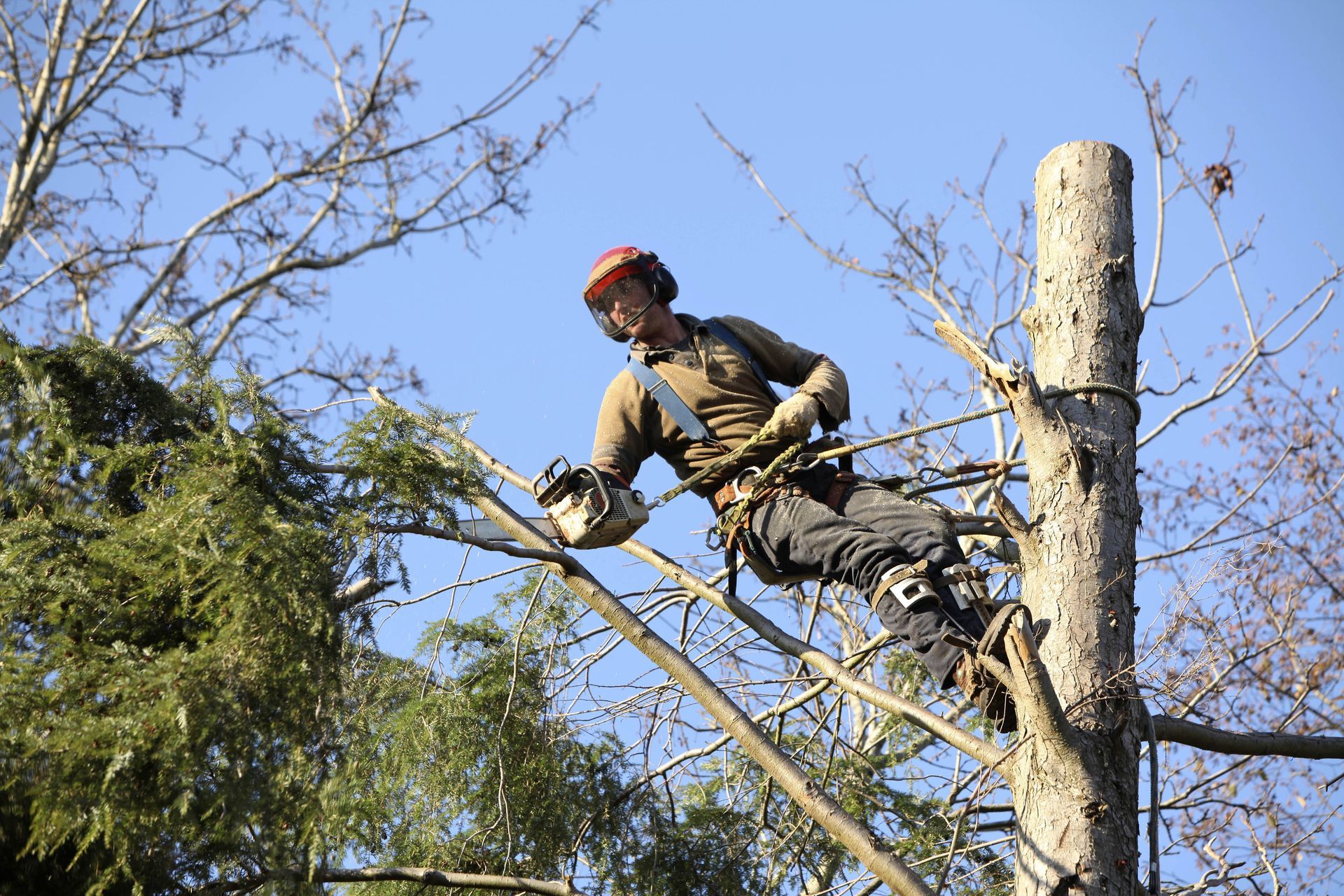 emergency tree removal