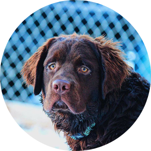 doggy day care bedford