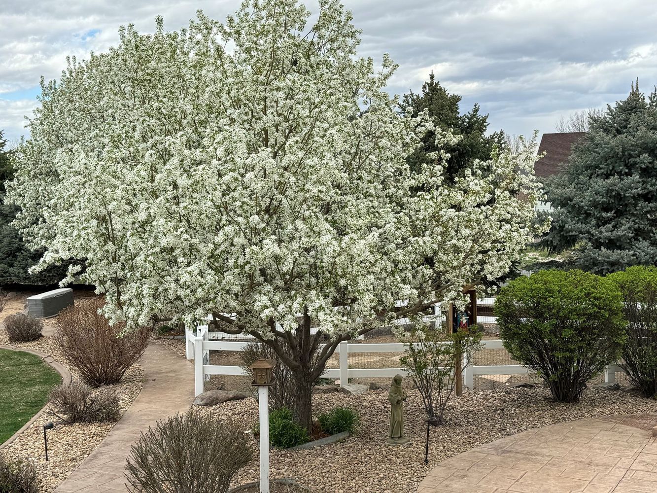 A tree with white blossoms in a yard with a white fence and a path, under a cloudy sky.