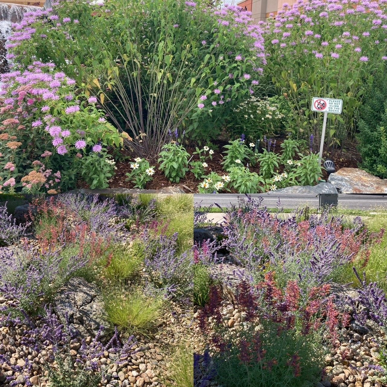 Flower bed with pink and purple blooms, green shrubs, and gravel in a landscaped garden.