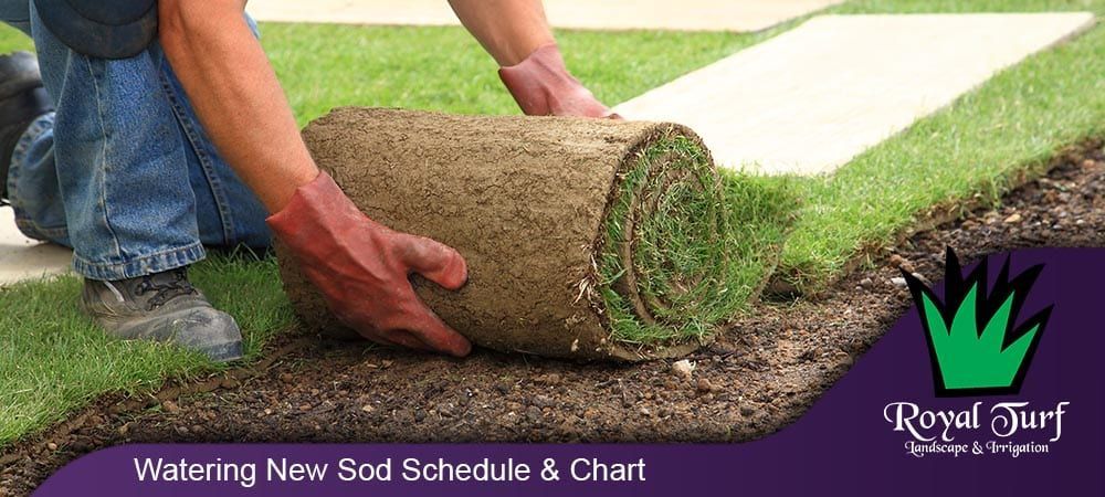 Person rolls out sod on a lawn beside a white walkway.