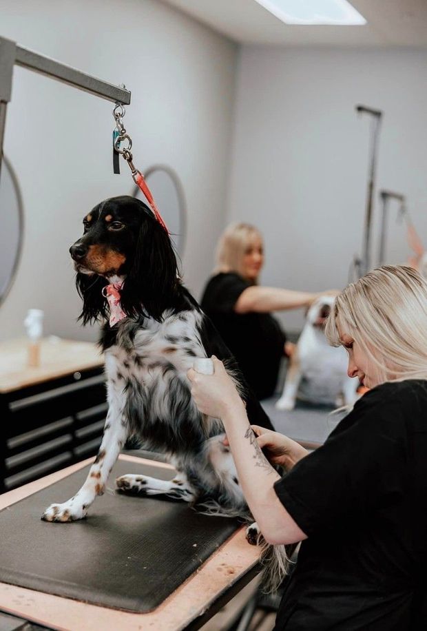 Dog being groomed at a salon by a person. Another person grooms a dog in background.