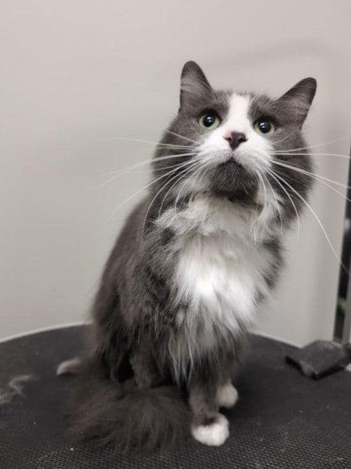 Gray and white cat with green eyes looks up.