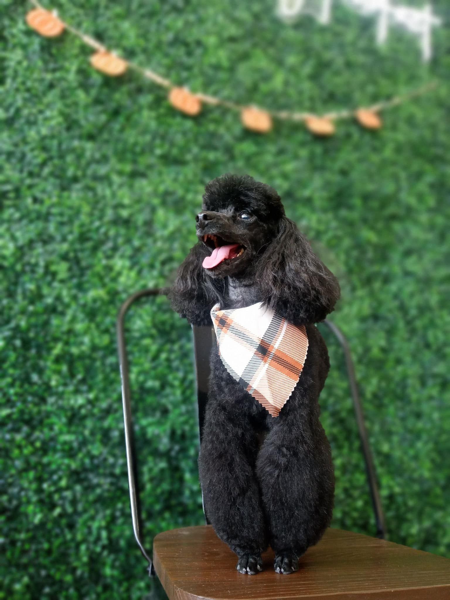 Black poodle, wearing a plaid scarf, stands on a stool, tongue out, in front of a green backdrop with pumpkin decorations.