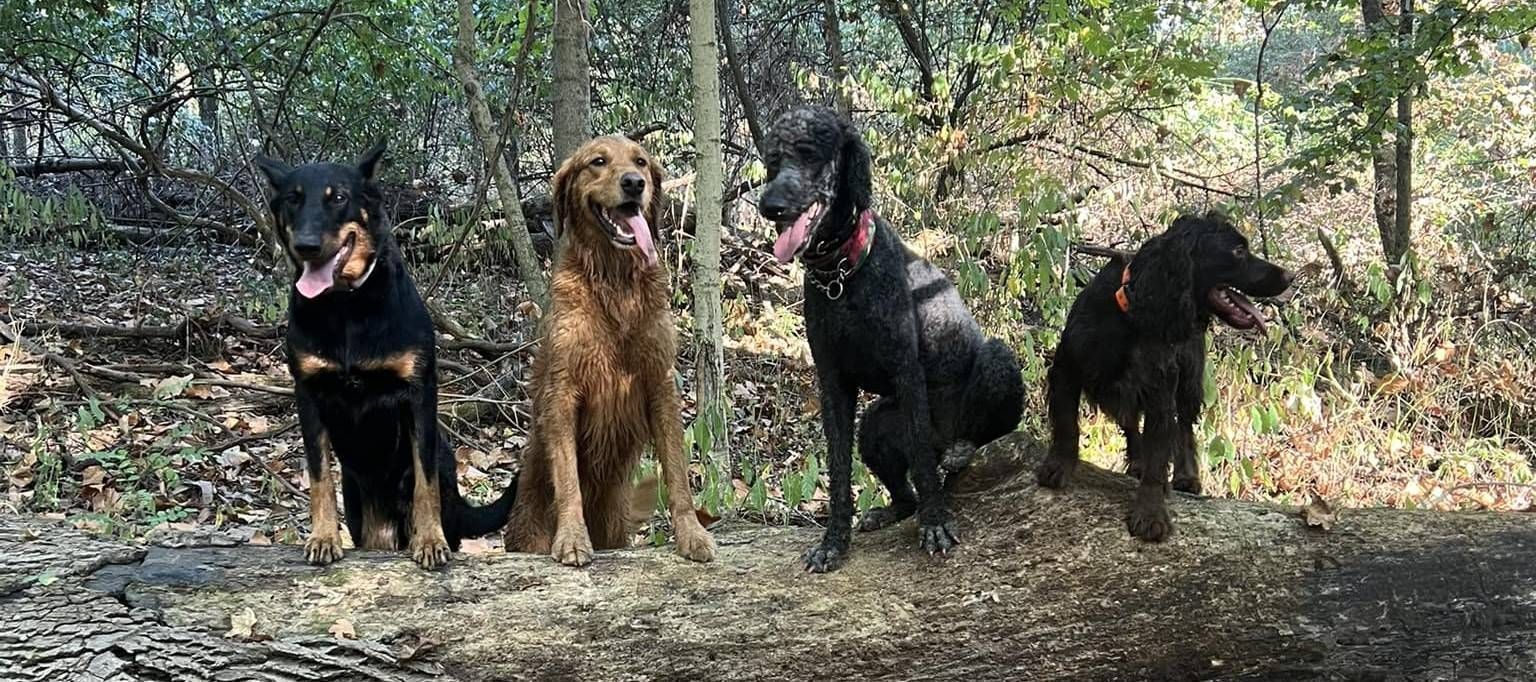 Four dogs sitting together on a log in a forest. One is black and tan, one golden, and two are black.