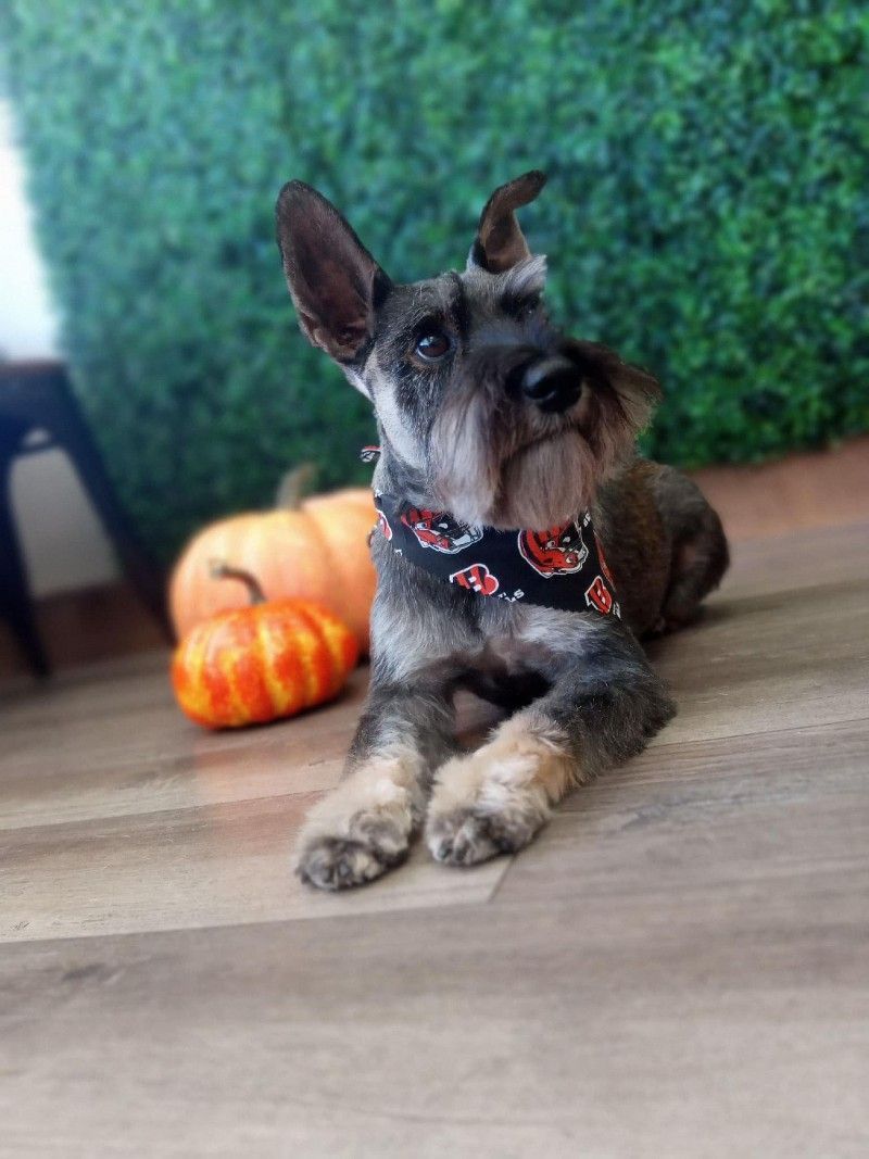 Dog wearing a bandana lies near pumpkins against a green wall.