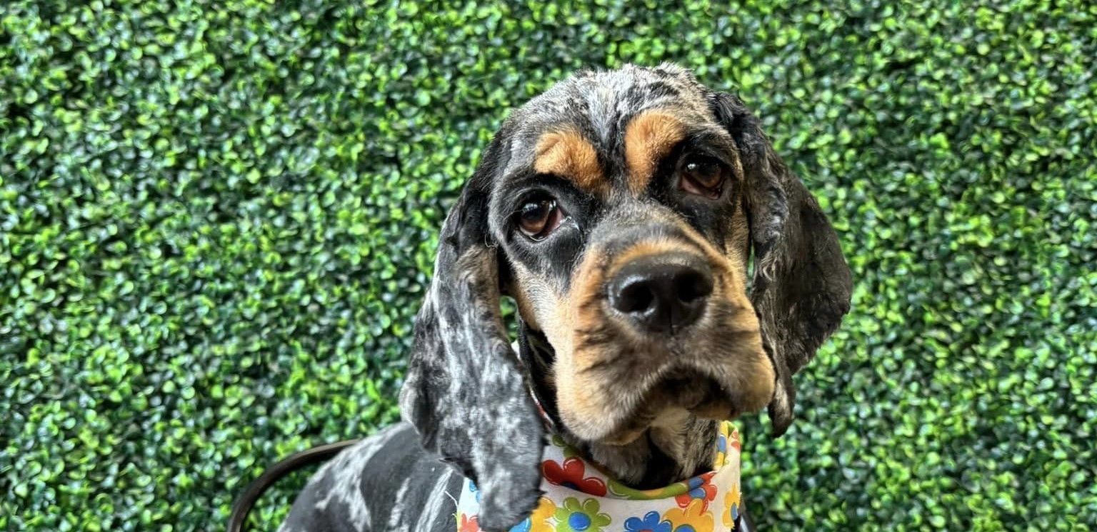 Blue tick hound dog with droopy face, wearing a floral bandana, in front of a green hedge.