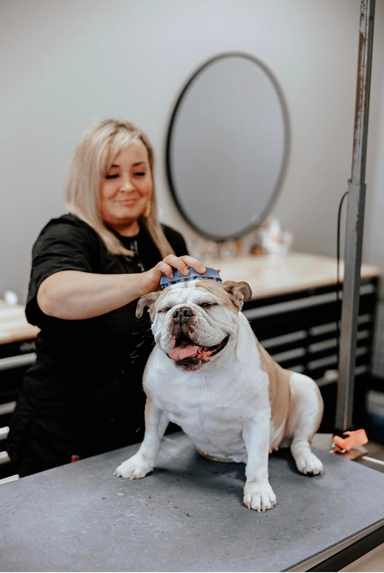 Woman grooming a white and tan bulldog on a grooming table, smiling.