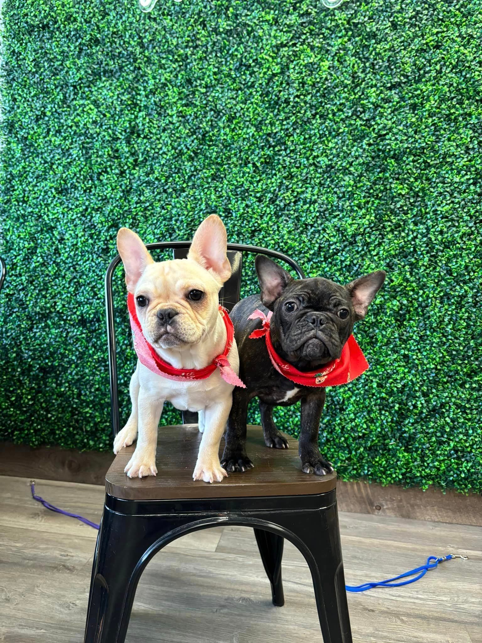Two French Bulldogs wearing red bandanas sit on a stool in front of a green wall.
