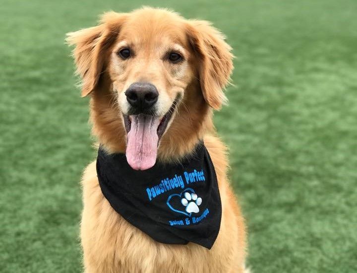 Golden retriever wearing a black bandana that says