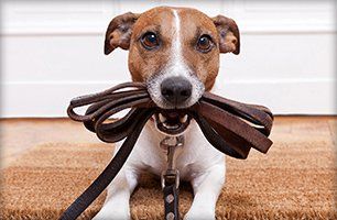 Dog with leash