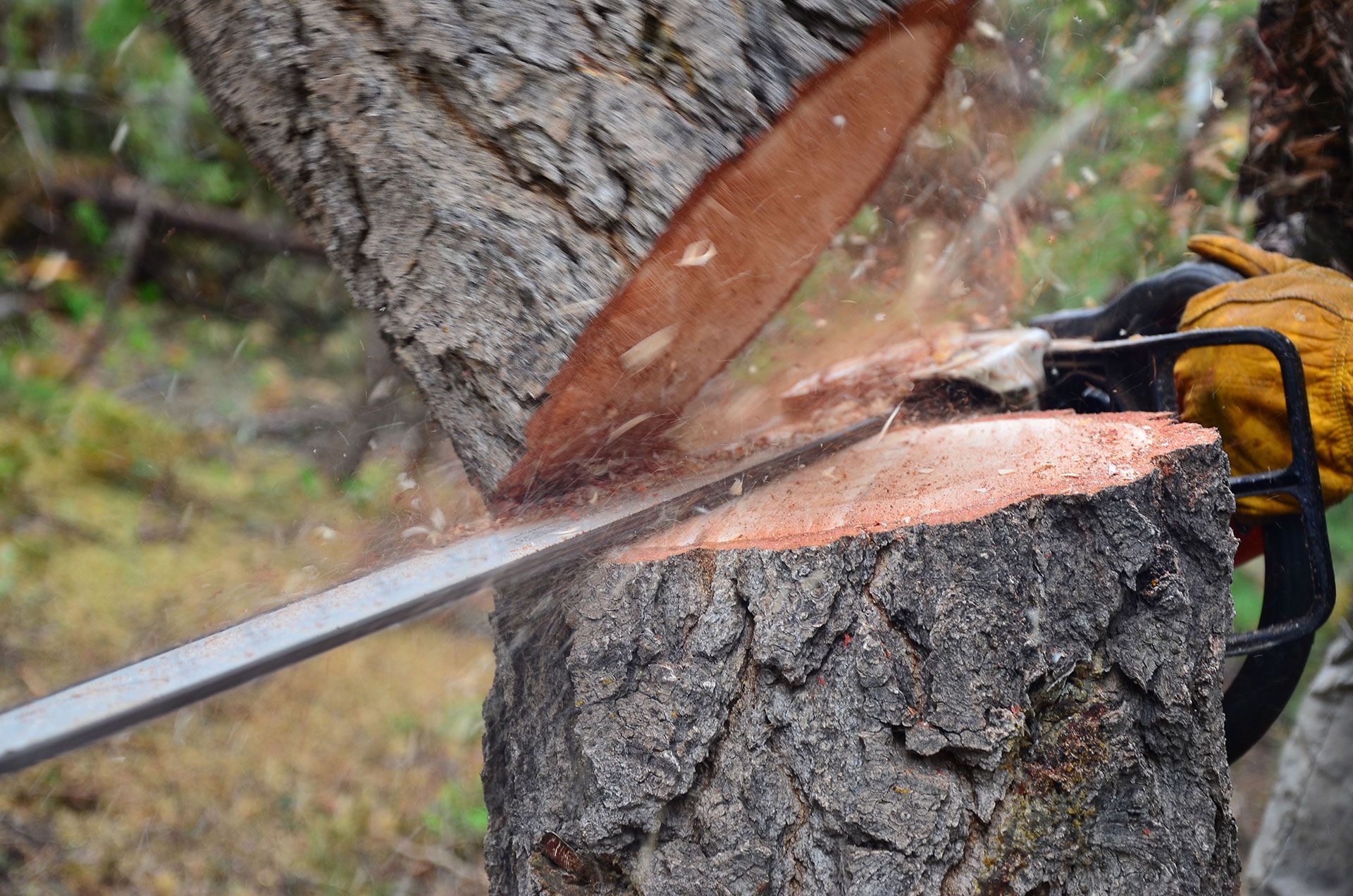 A person is cutting a tree stump with a chainsaw.