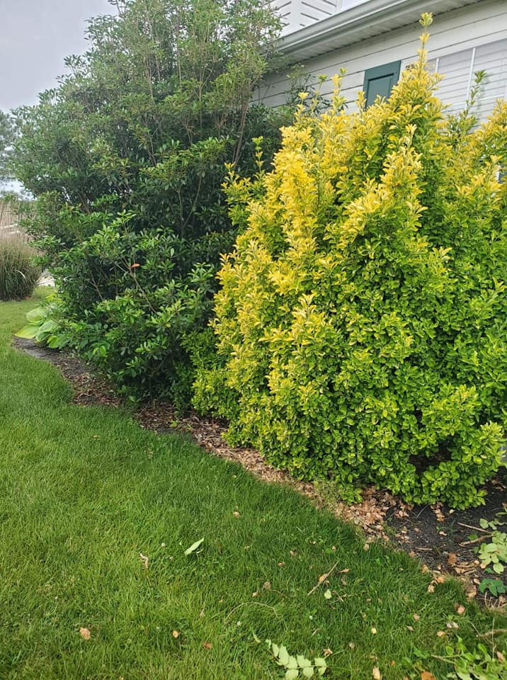A lush green yard with a white house in the background.