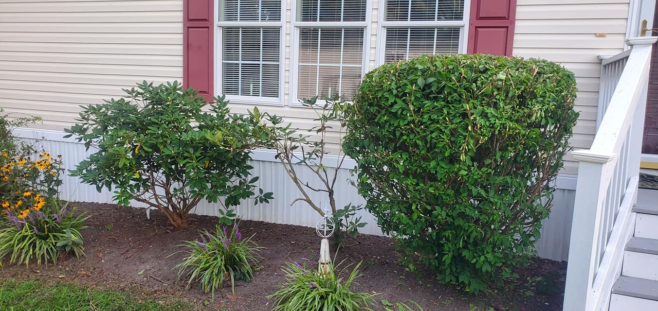 A house with a lot of bushes in front of it.