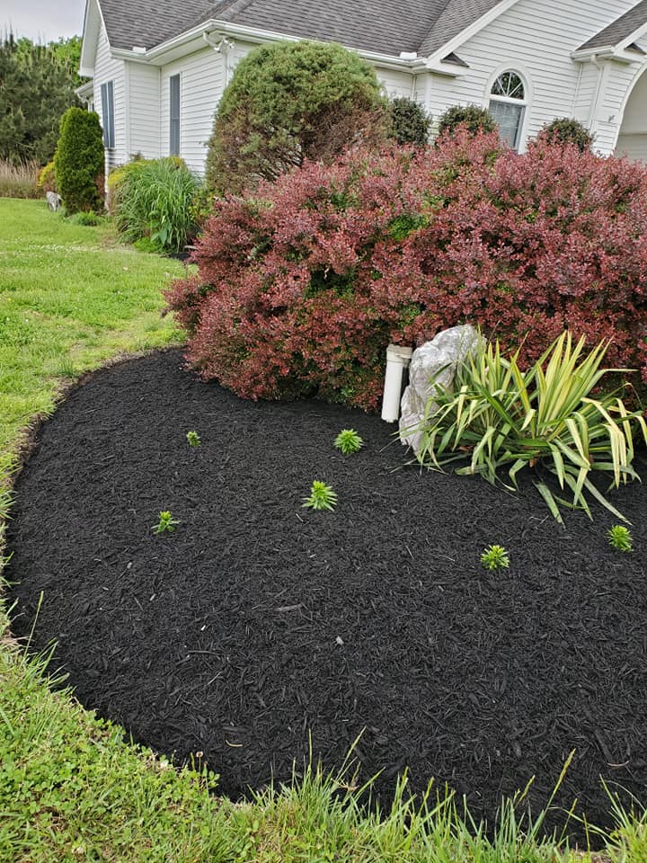 A garden with black mulch and plants in front of a house.